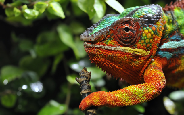 2560x1600 pix. Wallpaper chameleon, animals