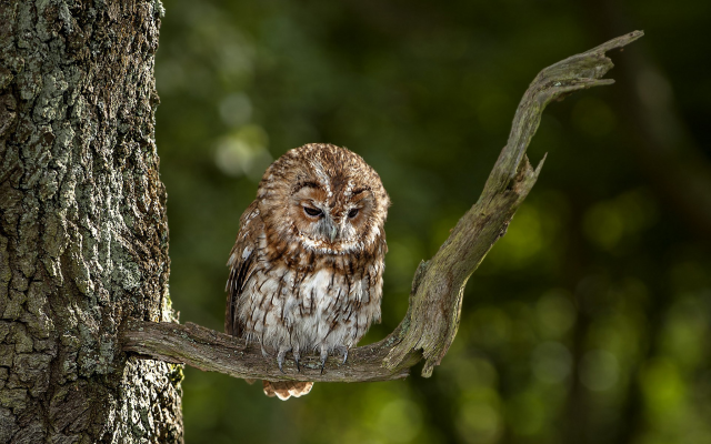 1920x1200 pix. Wallpaper owl, bird, animals, nature, tree