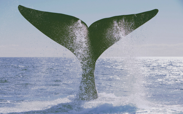 1920x1200 pix. Wallpaper whale, tale, splash, water sea, ocean