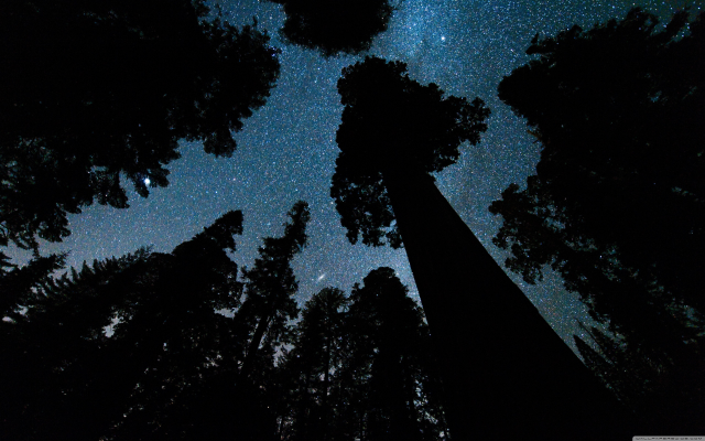 3840x2400 pix. Wallpaper andromeda, galaxy, space, stars, night, tree