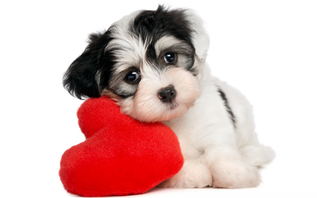 1920x1080 pix. Wallpaper valentines, puppy, animals, dog, pet, baby animals, hearts