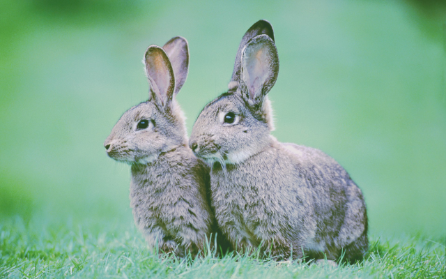 1920x1200 pix. Wallpaper rabbit, animals, nature, hare, grass