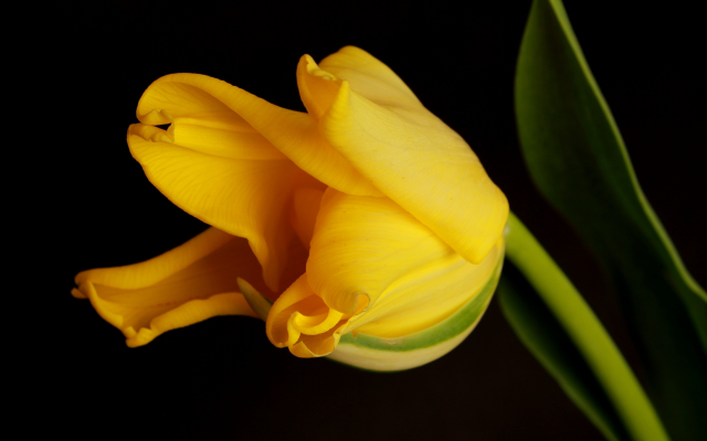 2560x1600 pix. Wallpaper flowers, yellow flowers, nature, tulips