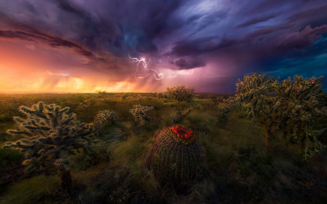 1920x1200 pix. Wallpaper lightning, storm, nature, grass, clouds, colorful, cactus, wildflowers, arizona