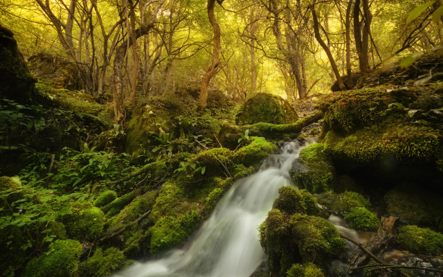 4924x3171 pix. Wallpaper river, forest, moss, nature, stream