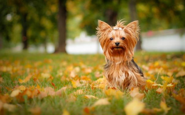 4272x2639 pix. Wallpaper yorkshire terrier, dog, autumn, leaf, animals, nature
