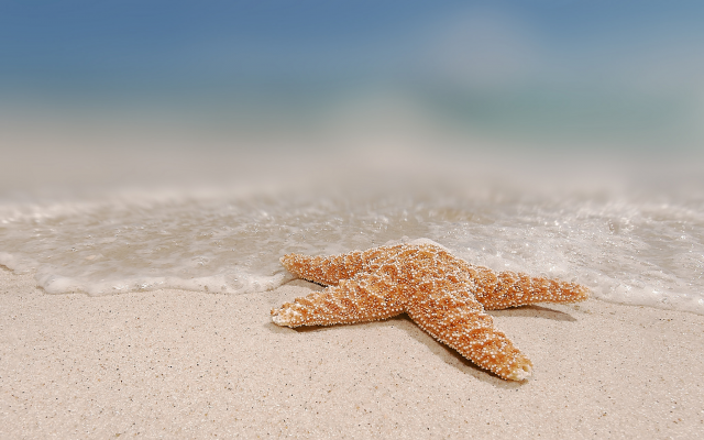 2048x1308 pix. Wallpaper starfish, beach, sand, sea, nature