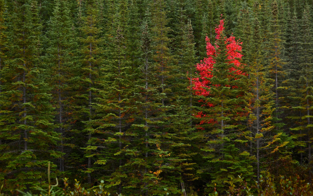 2048x1367 pix. Wallpaper newfoundland, canada, forest, tree, pine, autumn, nature