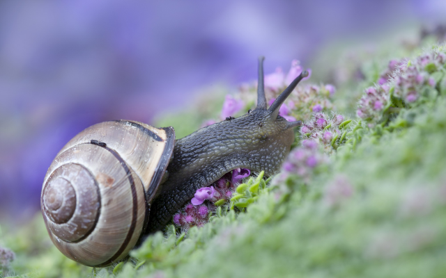 2000x1333 pix. Wallpaper animals, macro, snail