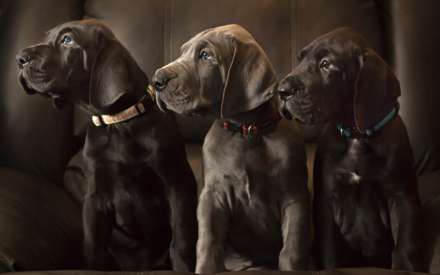 2048x1365 pix. Wallpaper great sane, dog, puppies, trio, animals