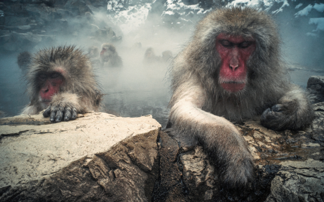 2048x1360 pix. Wallpaper japanese macaque, snow monkey, lake, monkey, animals, jigokudani, hotspring, nagano, japan