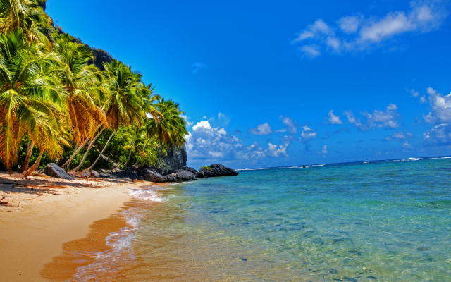 4288x2848 pix. Wallpaper dominican republic, beach, palm tree, tropical, ocean, fronton beach