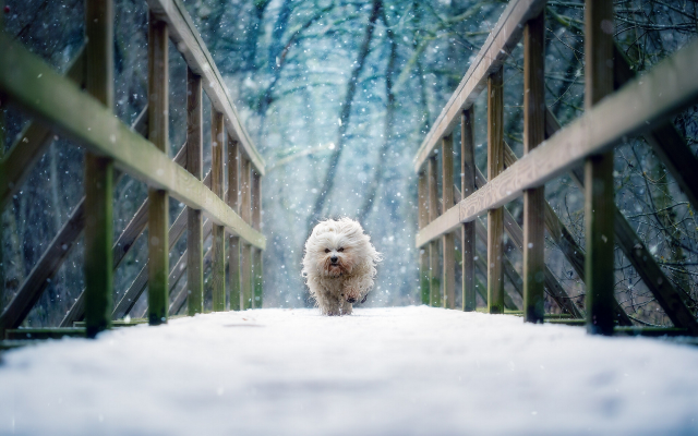 1920x1200 pix. Wallpaper havanese, bichon, dog, bridge, snow, winter, animals