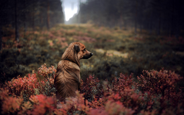 2560x1709 pix. Wallpaper sad, dog, animals, autumn, nature