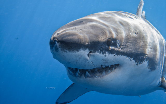 3261x2174 pix. Wallpaper great white shark, shark, underwater, animals, 