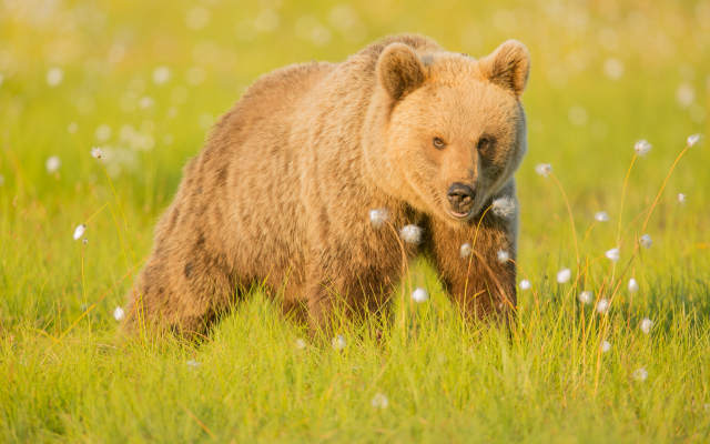 2048x1365 pix. Wallpaper eurasian brown bear, bear, grass, nature, animals