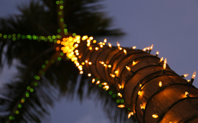1920x1200 pix. Wallpaper palm, trunk, lights, tropical, christmas, new year
