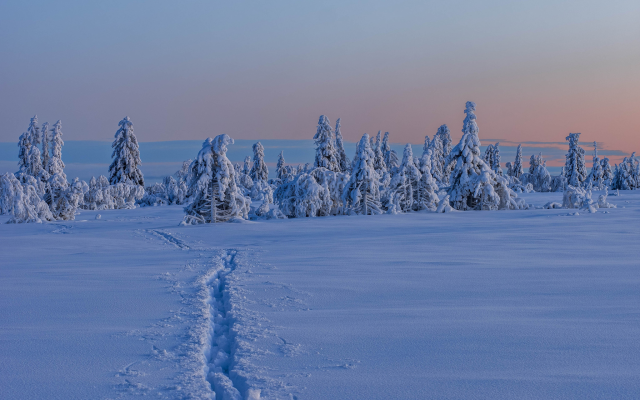 2048x1333 pix. Wallpaper gitsfjallet, vasterbotten, sweden, lapland, winter, snow, tree, nature