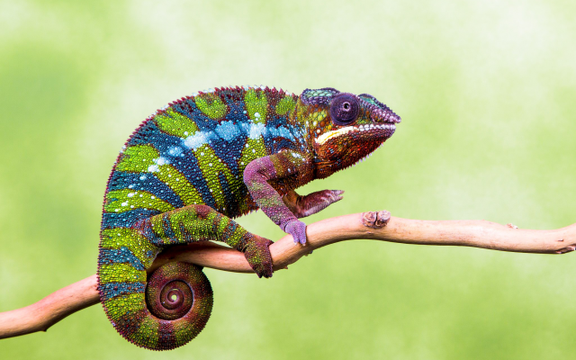 2048x1463 pix. Wallpaper chameleon, animals, branch
