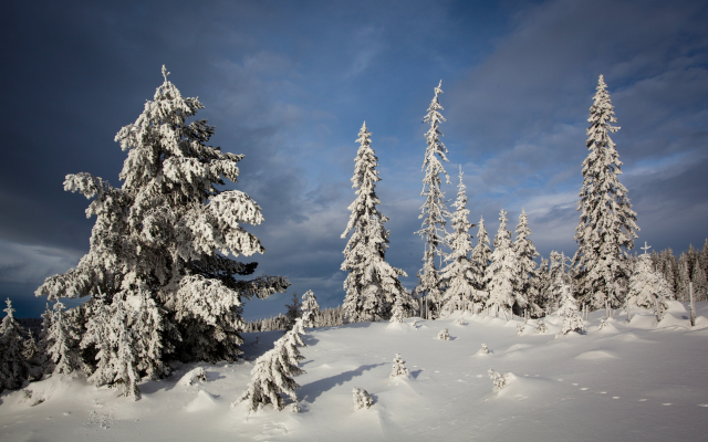 3600x2400 pix. Wallpaper nordseter fjellpark, lillehammer, norway, tree, snow, nature