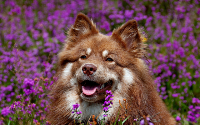2048x1280 pix. Wallpaper finnish laphund, dog, muzzle, flowers, animals