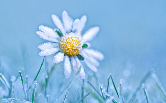 2400x1647 pix. Wallpaper daisy, frost, close-up, macro, flower, nature