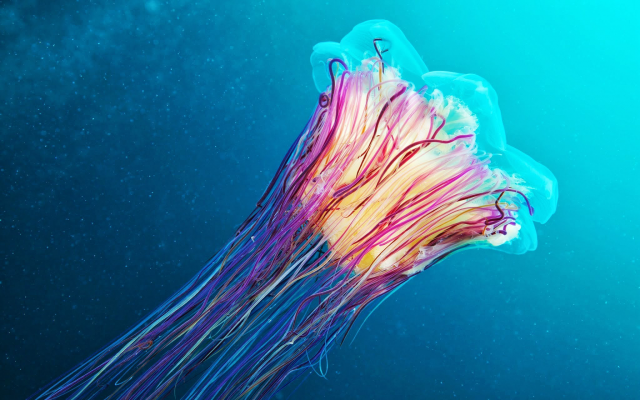2048x1280 pix. Wallpaper jellyfish, underwater, animals, lions mane jellyfish, giant jellyfish, hair jelly, cyanea capillata