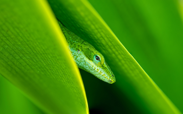 2560x1600 pix. Wallpaper animals, lizard, green, plant