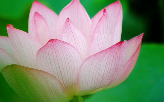 2048x1280 pix. Wallpaper lotus, flower, petals, nature