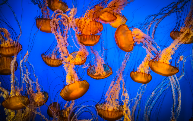 5760x3840 pix. Wallpaper sea, jellyfish, underwater, nature