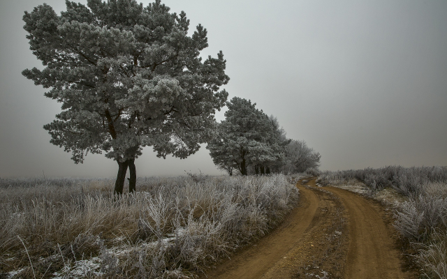 2560x1707 pix. Wallpaper winter, ice, fog, snow, tree, frost, mist, nature
