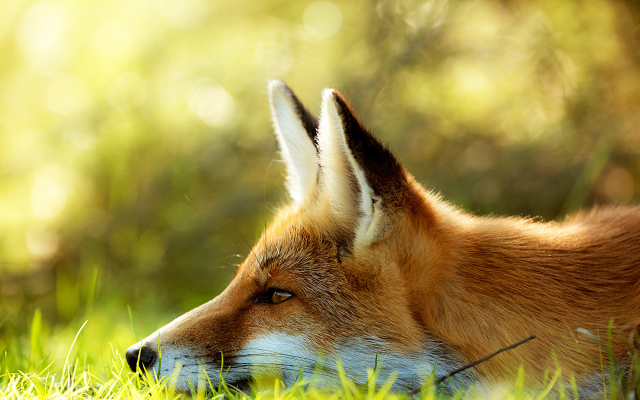 2000x1335 pix. Wallpaper fox, animals, face, grass