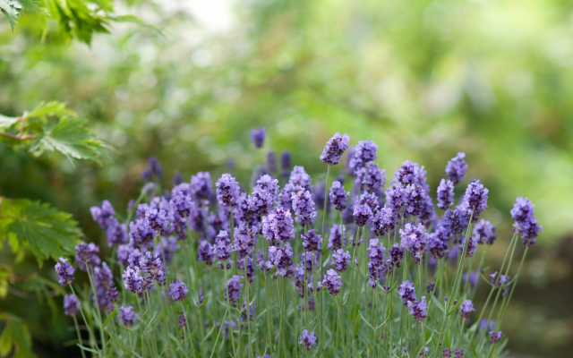 4331x2811 pix. Wallpaper flowers, lavender, nature, bokeh