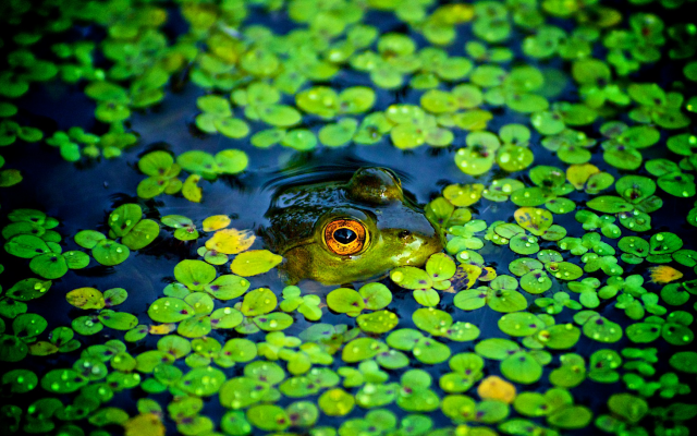 1920x1087 pix. Wallpaper frog, amphibian, animals, pond, duckweed