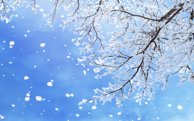6550x4367 pix. Wallpaper winter, snow, nature, tree, branch, nature