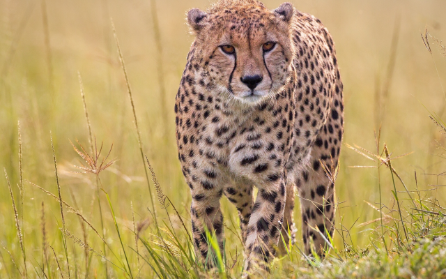 2000x1500 pix. Wallpaper cheetah, wild cat, animals