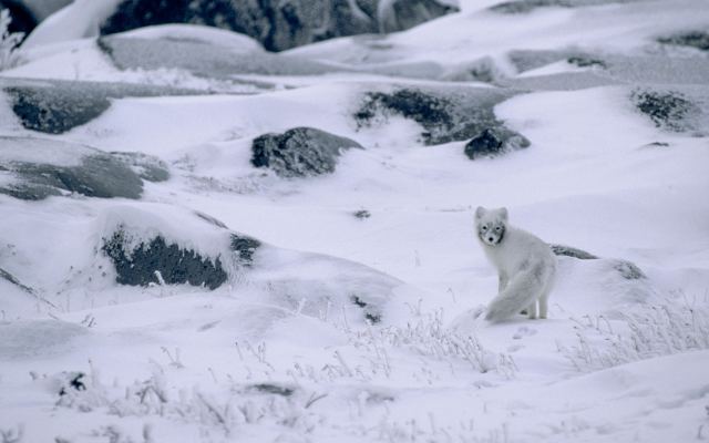 1920x1080 pix. Wallpaper arctic fox, nature, winter, snow, animals, camouflage, frost, canada
