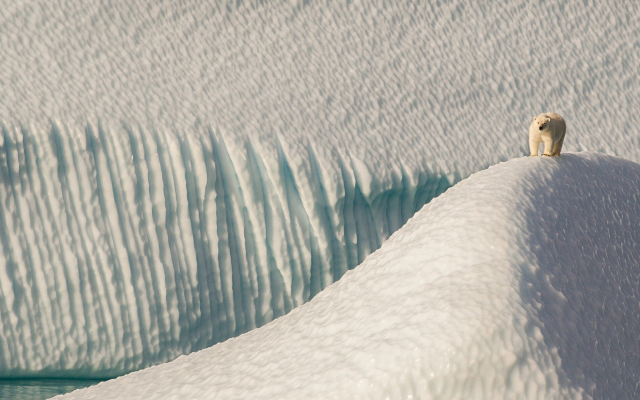 1920x1080 pix. Wallpaper polar bear, nature, winter, snow, animals, hill
