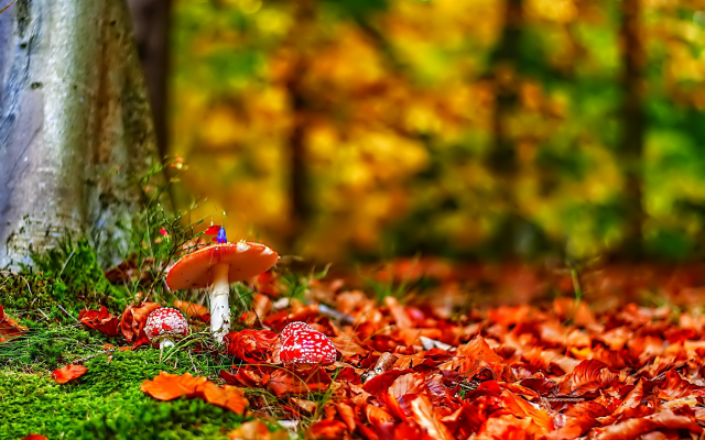 2048x1360 pix. Wallpaper edible mushroom, forest, mushroom, autumn, tree, leaf