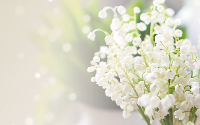 4200x2800 pix. Wallpaper lily of the valley, convallaria majalis, glare, blur, flowers, nature