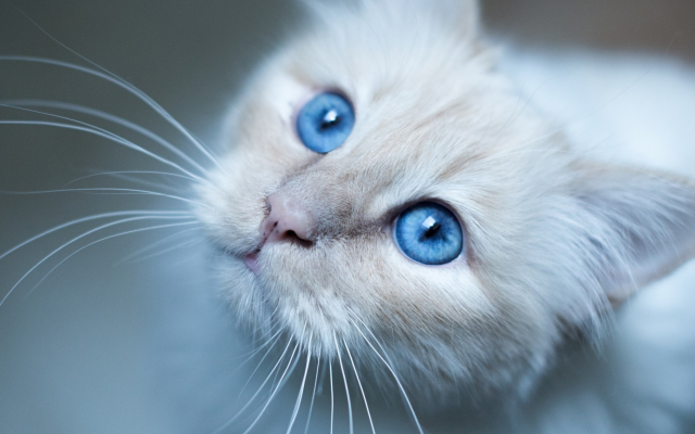 2560x1080 pix. Wallpaper cat, animals, kitty, blue eyes