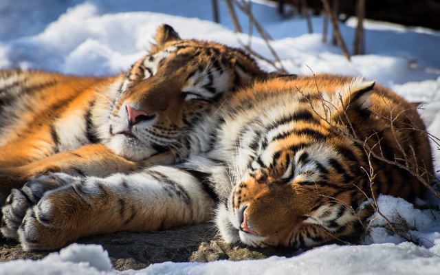 1920x1200 pix. Wallpaper siberian tiger, animals, snow, winter