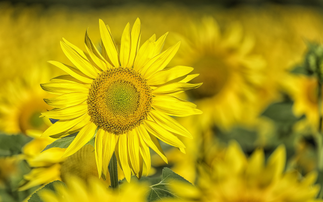 1920x1200 pix. Wallpaper sunflower, flowers, nature