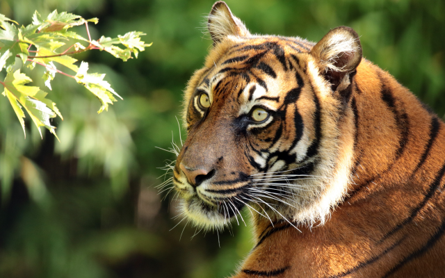 4400x2960 pix. Wallpaper sumatran tiger, tiger, animals, predator, snout