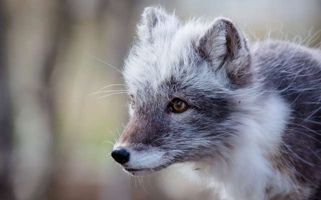 2542x1695 pix. Wallpaper polar fox, arctic fox, animals, white fox, snow fox