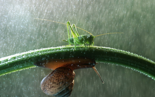 1920x1414 pix. Wallpaper rain, raining, grass, snail, grasshopper, animals