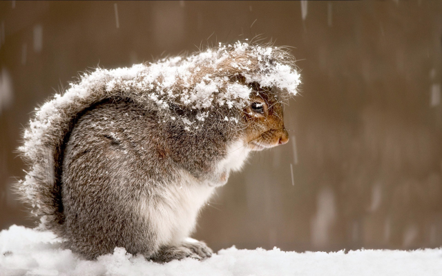 1920x1200 pix. Wallpaper snow, winter, squirrel, animals