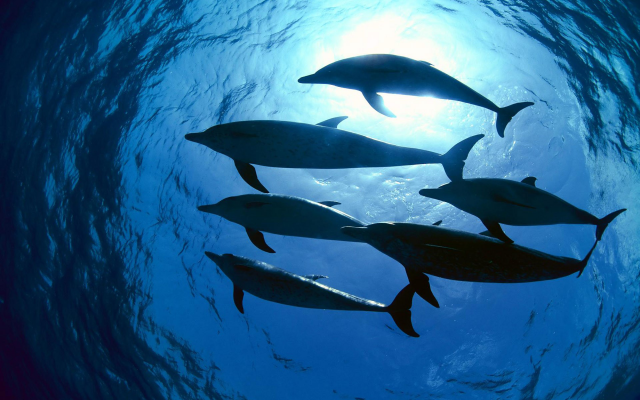 1920x1200 pix. Wallpaper dolphin, underwater, sea, water, animals, nature, sunlight