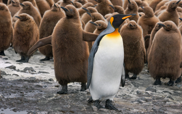1920x1200 pix. Wallpaper king penguin, chick, penguin, bird, animals