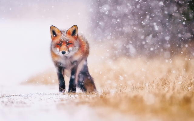 2048x1366 pix. Wallpaper fox, animals, snow, winter